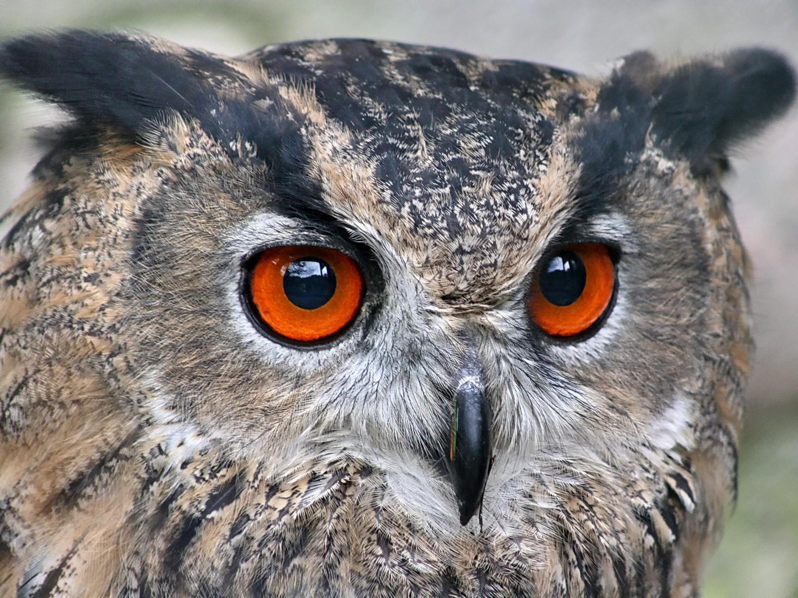 Глазки птички. Мадагаскарская Сова Филин. Глаза Совы. Сова с оранжевыми глазами. Филин с красными глазами.
