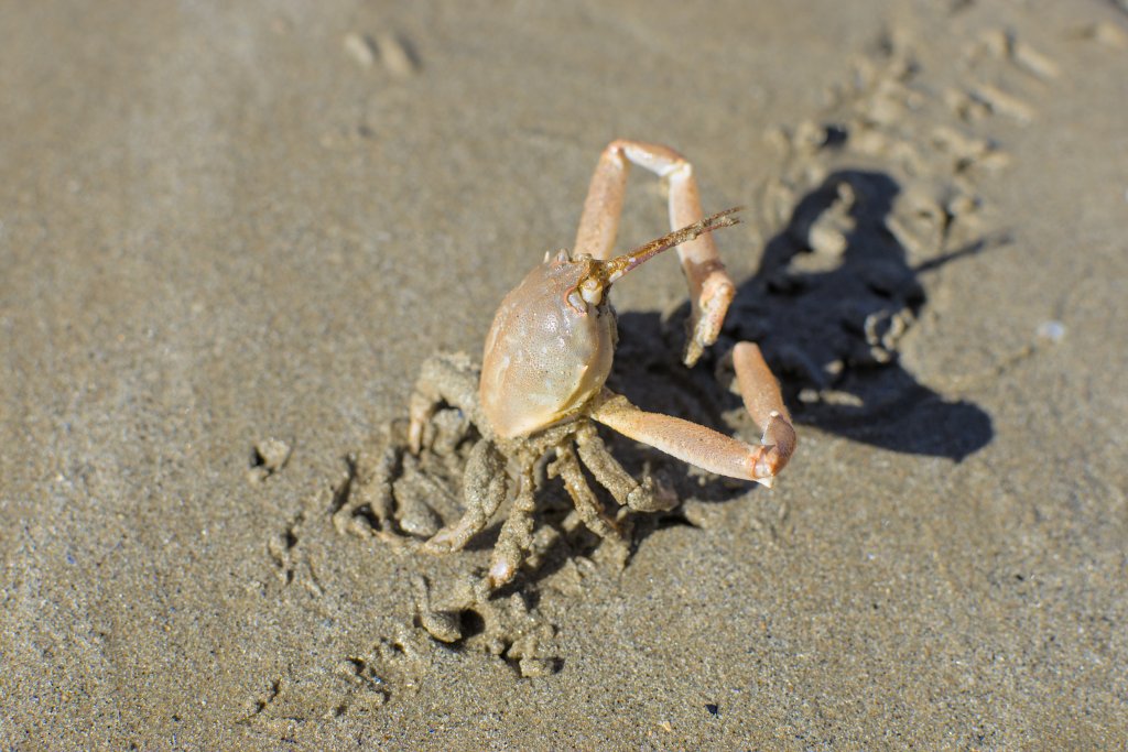 Crabe masqué sur la plage de Kervel